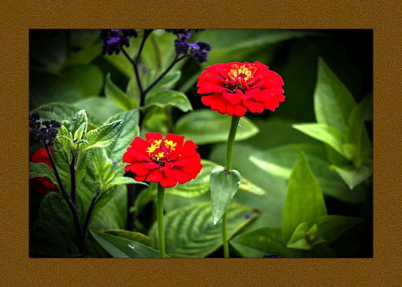 Zinnia Elegan- 01